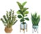 Indoor plants in a pot . watercolor set.  ZZ Plant Zamioculcas,  Snake Plant Sansevieria,  Fiddle Leaf Fig in a pot