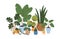 Indoor plants in pots. Green-leaf houseplants composition. Home garden with house greenery, vegetation, succulent in