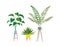 Indoor plants. Tropical ficus or palm in pot on wooden stands, houseplant decorative collection, colorful flowerpot and