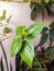 Indoor plants. Twig of hibiscus flower with fresh light green leaves on background of various houseplants. Close-up.