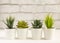 Indoor plants, various succulents in pots. Succulents in white mini-pots. Ideas for home decoration.Copy space