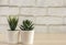 Indoor plants, various succulents in pots. Succulents in white mini-pots. Ideas for home decoration.Copy space