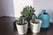 Indoor plants in white and black pots in the room on the table under the sunlight next to a turquoise watering can. Concept of