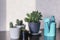 Indoor plants in white and black pots in the room on the table under the sunlight next to a turquoise watering can. Concept of