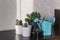 Indoor plants in white and black pots in the room on the table under the sunlight next to a turquoise watering can. Concept of