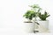 indoor plants in white pots on the table, close-up