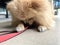 Indoor portrait of Red Pomeranian Spitz lies on tiled floor. Dog holds his leash in his teeth. Little dog going to walk