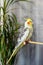 Indoor portrait of a songbird corella parrot sitting on a wooden stick.