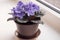 Indoor potted decorative blue violet in a plastic pot blooms on the windowsill in the room.