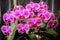 Indoor potted phalaenopsis orchid displays stunning exotic purpure blossoms
