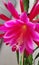 Indoor potted pink cactus flowers