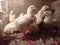 Indoor poultry farm, feeding chickens,