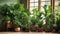 Indoor scene featuring various houseplants arranged in a corner of the room