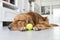 Indoor shooting Golden Retriever