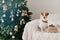 Indoor shot of pedigree dog with collar on neck, poses on comfortable sofa near wrapped holidays present boxes, green decorated