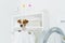 Indoor shot of pedigree dog in laundry basket, looks into distance, washing machine and console with detergents near. Animals,