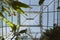 Indoor shot of roof of greenhouse, botanic garden
