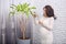 Indoor shot of standing pregnant woman in white smart dress looking attentively at green plant, touching it, wiping leaves, taking