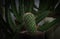 Indoor small cactus in a pot against the background of a large phyllocactus