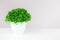 Indoor small green plant on white table by front view. Small houseplant. Copy space