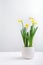 Indoor table setting. Narcissus flower in a pot.