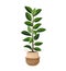 Indoor tree plant ficus rubber in a pot for home, office, premises decor. Illustration isolated on white background