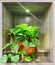 Indoor Trees and Tropical Plants