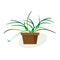 Indoor tropical plant Chlorophytum blooming in pot. Vector drawing on white background.