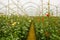Indoor view of beautiful white and red roses on greenhouses, production and cultivation of flowers