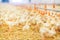 Indoors chicken farm, chicken feeding, farm for growing broiler chickens