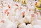 Indoors chicken farm, chicken feeding, farm for growing broiler chickens