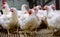 Indoors chicken farm, chicken feeding, farm for growing broiler chickens