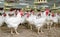 Indoors chicken farm, chicken feeding, farm for growing broiler chickens