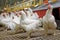 Indoors chicken farm, chicken feeding, farm for growing broiler chickens