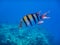indopazific sergeant fish portrati view in deep blue water