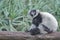 The indri, babakoto, one of the largest living lemurs with a black and white coat on the tree. Animals in the wildlife