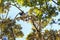 Indri canopy