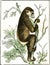 Indri has short tail, vintage engraving