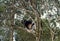 INDRI indri indri, ADULT HANGING FROM BRANCH, MADAGASCAR