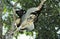 Indri, indri indri, Adult perched in Tree, Madagascar