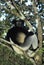 INDRI indri indri, ADULT STANDING IN TREE, MADAGASCAR