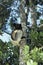 Indri, indri indri, Adult standing in Tree, Madagascar