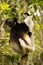 The Indri, Indri indri, Madagascar in nature