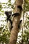 The Indri, Indri indri, Madagascar in nature