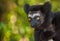 Indri, the largest lemur of Madagascar