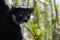 Indri Lemur