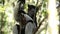 Indri lemur or Babakoto Indri indri sits on the tree