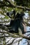 Indri Lemur hanging in tree canopy looking