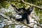 Indri Lemur hanging in tree canopy looking at us