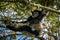 Indri Lemur hanging in tree canopy looking at us